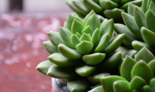 多肉的繁殖方法 火狐狸多肉的繁殖方法