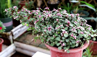 金枝玉叶的繁殖方法 金枝玉叶的繁殖方法图解