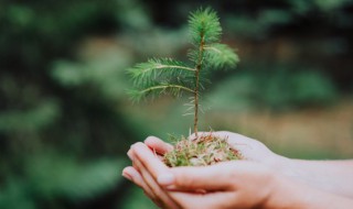 移栽松树不死的方法（移栽松树不死的方法有哪些）