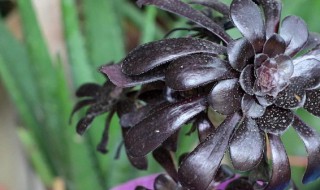 黑法师的繁殖方法 黑法师的繁殖方法图解