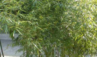 竹子种植时间和方法 竹子移栽时间和方法