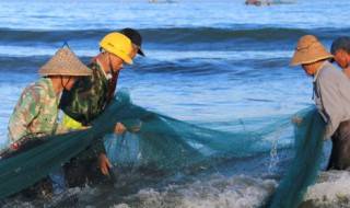 翘嘴鱼苗什么季节投放(翘嘴鱼苗什么季节投放好)