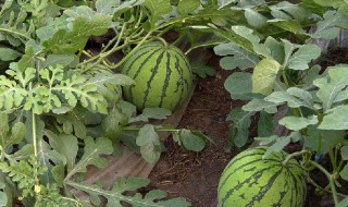 种西瓜的方法和枝术 种西瓜怎样打枝