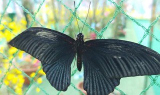 青凤蝶是名贵蝴蝶吗（青凤蝶是名贵蝴蝶吗图片）