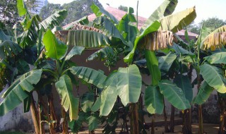 室内芭蕉的养殖方法和注意事项 室内芭蕉的养殖方法分享