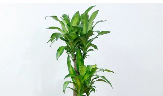 盆栽巴西木养殖方法和注意事项 盆栽巴西木养殖方法和注意事项视频