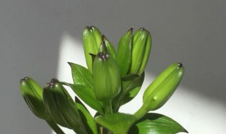 百合花盆栽的分盆方法 百合花怎么分盆