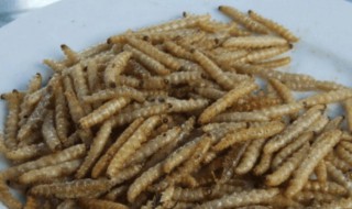 养蛆的最佳方法（怎么样养蛆）