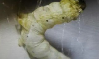 蚕吐丝是在发育的哪个阶段 蚕在哪一阶段吐丝