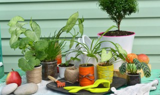 植物标本的采集方法 植物标本的采集方法是什么