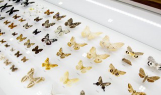 蝴蝶破茧成蝶的过程（蝴蝶破茧成蝶的过程图片）