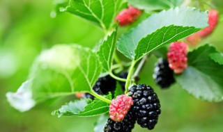 家蚕发育的四个时期 家蚕发育的四个时期能吐丝的是