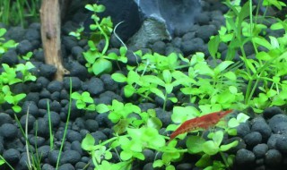 爬地珍珠的种植方法 爬地珍珠的种植方法视频