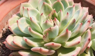 多肉吉娃娃的养殖方法 吉娃娃多肉怎么养殖方法