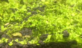 水草溶叶最有效的方法 水草怎么溶叶