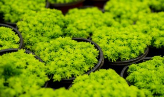 黄金草的养殖方法和注意事项（黄金草的养殖方法和注意事项视频）