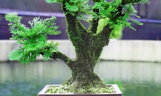 卷柏盆栽方法 卷柏盆栽方法 栽培