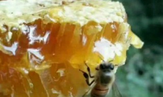 石蜜是什么意思(石蜜是真的吗)