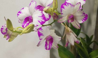 泼墨石斛兰的养殖方法和注意事项（泼墨石斛兰怎么养）