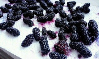 自制桑葚酒不放酒的做法（自制桑葚酒不放酒的做法十斤桑葚放多少酵母液）