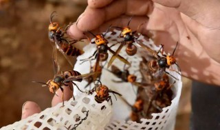 养马蜂窝养殖技术 养马蜂窝养殖技术培训