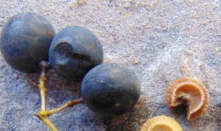 野葡萄传播种子的方法 野葡萄传播种子的方法有哪些只有一个答案