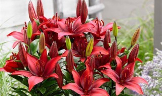香水百合盆栽种植方法（香水百合盆栽种植方法及图片）