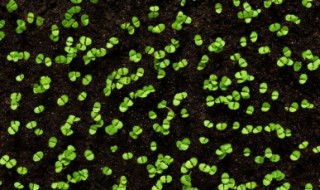 草莓种子泡水催芽的方法 草莓种子怎么催芽 泡水