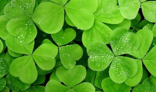 三叶草种植方法和时间 三叶草的种植时间