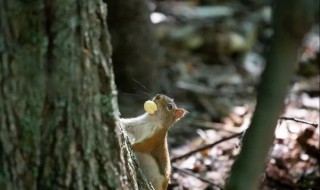 哪些动物植物过冬方式简单（哪些动物植物过冬方式简单又好养）