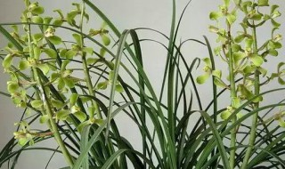 蕙兰的繁殖方法（蕙兰的繁殖方法和过程）