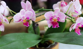 蝴蝶兰的繁殖方法和注意事项 蝴蝶兰的繁殖方法和栽培技术