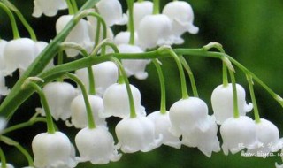 铃兰的繁殖方法（铃兰的繁殖和生长过程）