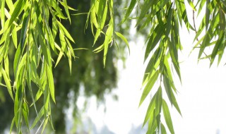 插柳树的时间和方法（如何插柳树枝）