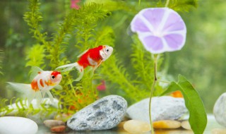 蝴蝶鲤压尾的方法(蝴蝶鲤如何压尾)