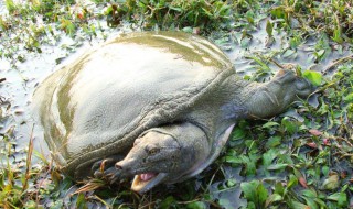 甲鱼的养殖方法与技术 甲鱼的养殖方法与技术视频甲鱼吃些什么