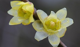 腊梅扦插方法与时间 腊梅扦插时间及方法