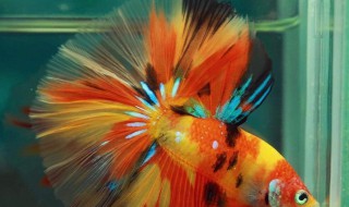 半月斗鱼怎么养(半月斗鱼怎么养出状态)