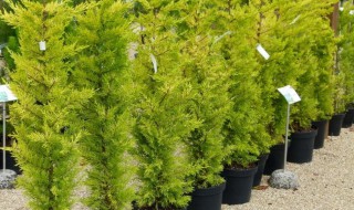 金冠柏的养殖方法（金冠柏的养殖方法和技术）