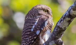 爱鸟周是什么意思（爱鸟周由来）