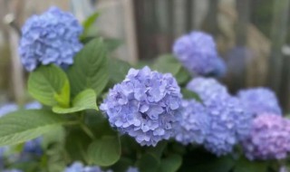 八仙花种植方法和注意事项 八仙花的养殖方法和注意事项