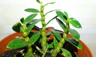 石斛水培的方法（石斛水培方法过程）