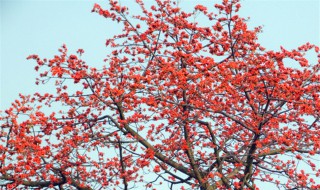 木棉花传播种子的方法 木棉花传播种子的方法分享