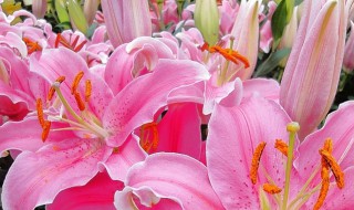 养香水百合的方法和注意事项 养香水百合的方法和注意事项分享