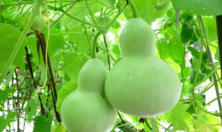 葫芦种子催芽方法（葫芦种子催芽方法时间）