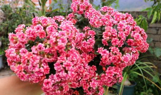 巴黎长寿花的养殖方法和注意事项（巴黎长寿花的养殖方法和注意事项有哪些）