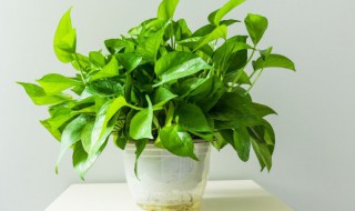 绿萝的繁殖方法（绿萝的繁殖方法有哪些）