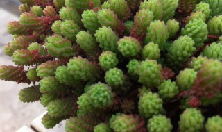 万年草多肉的养殖方法(万年草多肉的养殖方法图解)