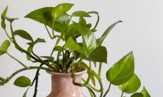 绿箩浇水正确方法(绿箩浇水正确方法视频)