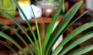 君子兰的养殖方法和浇水(君子兰的养殖方法和浇水视频)